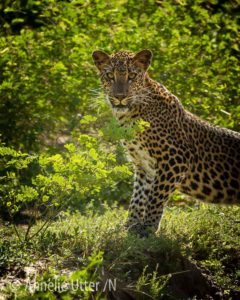 Sri lanka, leopard