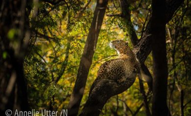 Leopard Indien