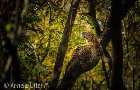 Leopard Indien