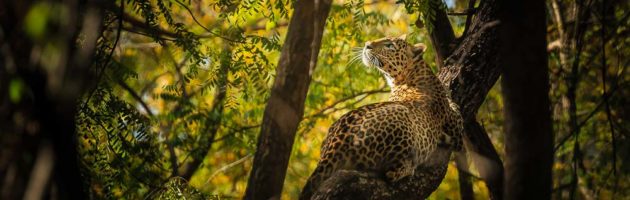 Leopard Indien