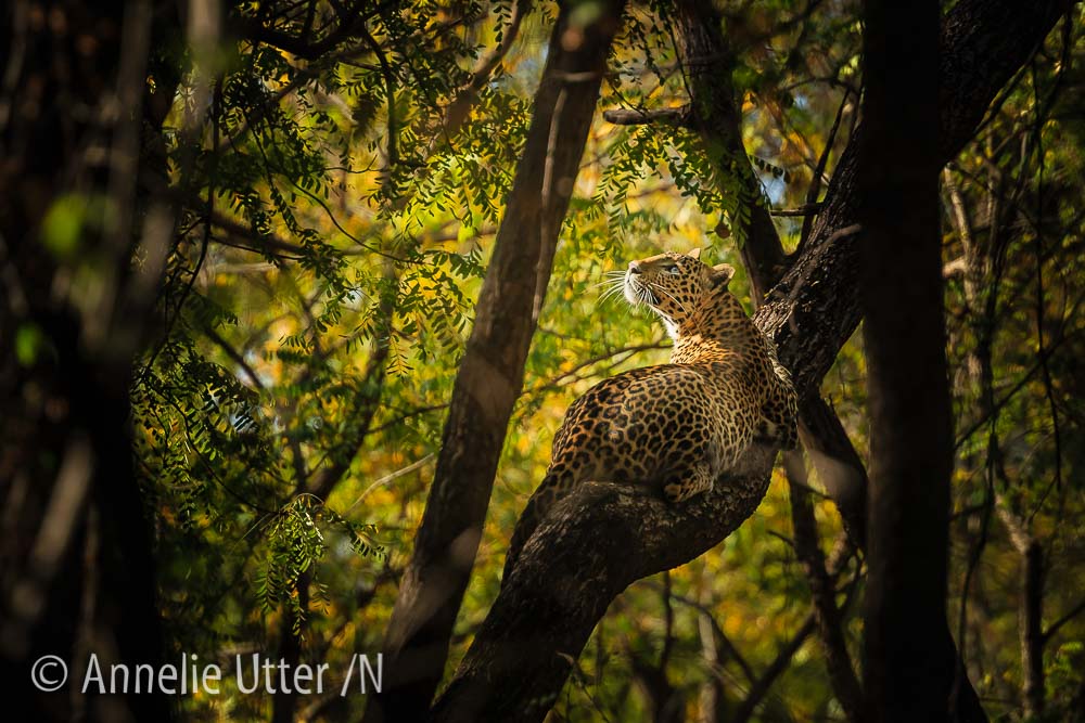 Leopard Indien