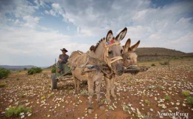 Namaqualand