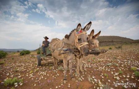 Namaqualand