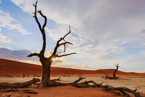 Uråldriga träd. Namib Desert
