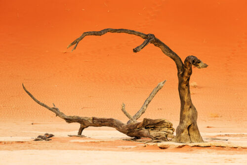 Ökenstrid. Namib Desert