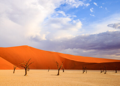 Ökenträd. Namib Desert