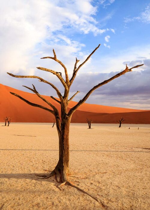 800år. Namib Desert