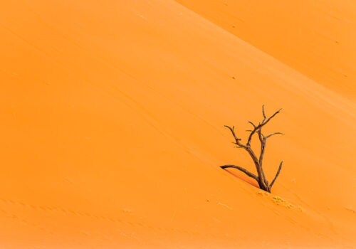 Orange sand. Namib Desert