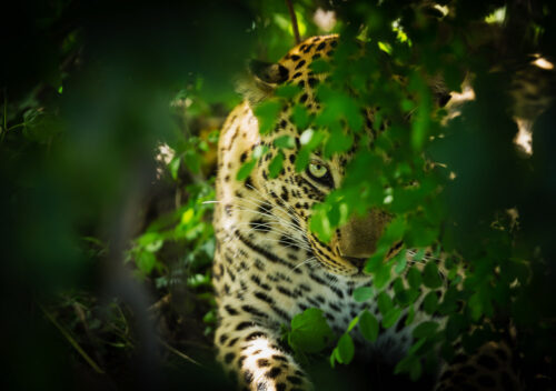 African Leopard Botswana