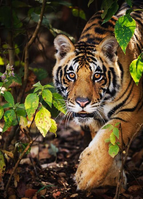 Bengalisk tiger