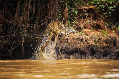 Jaguar Pantanal