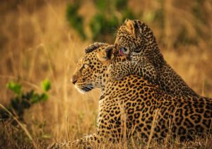 Leopard Masaimara