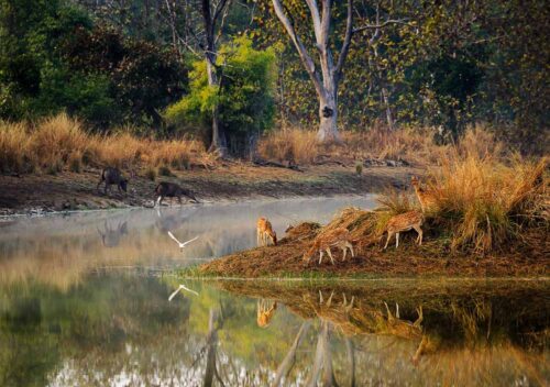 Spotted Deer India