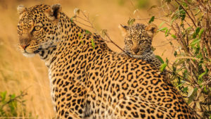 kenyasafari