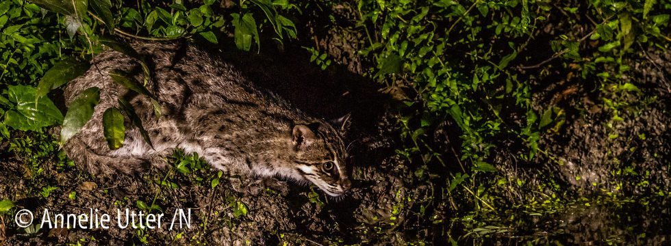 Fishing Cat