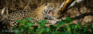 Fotosafari Pantanal
