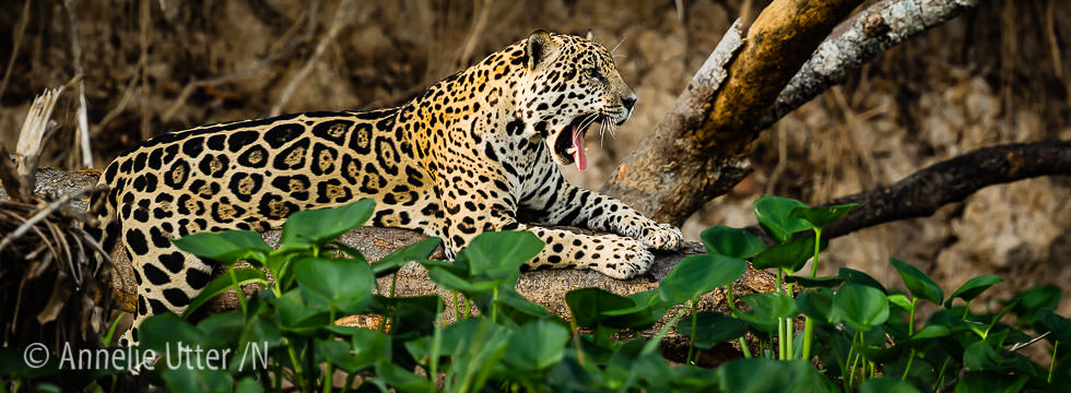Fotoresa Pantanal