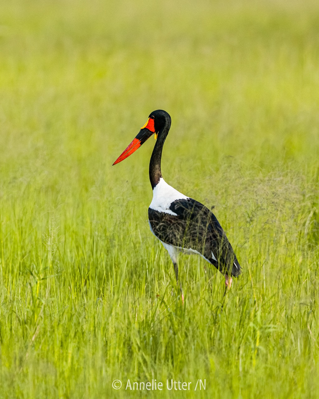 Närbild av sadelnäbsstork med färgstark näbb