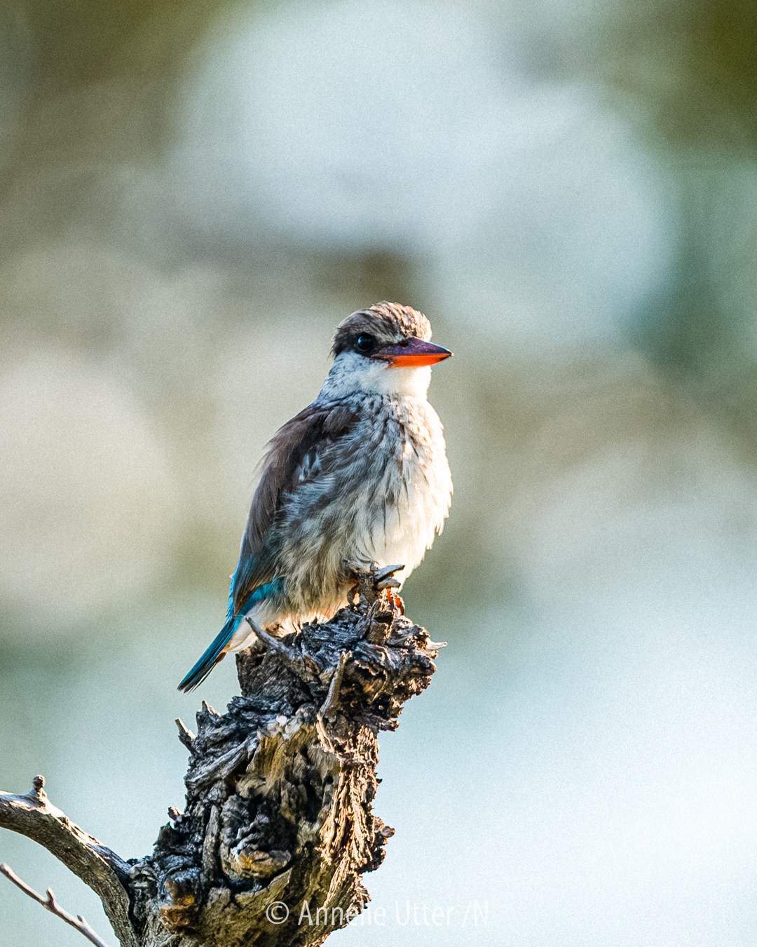 Strimkungsfiskare sittande på gren i Botswana