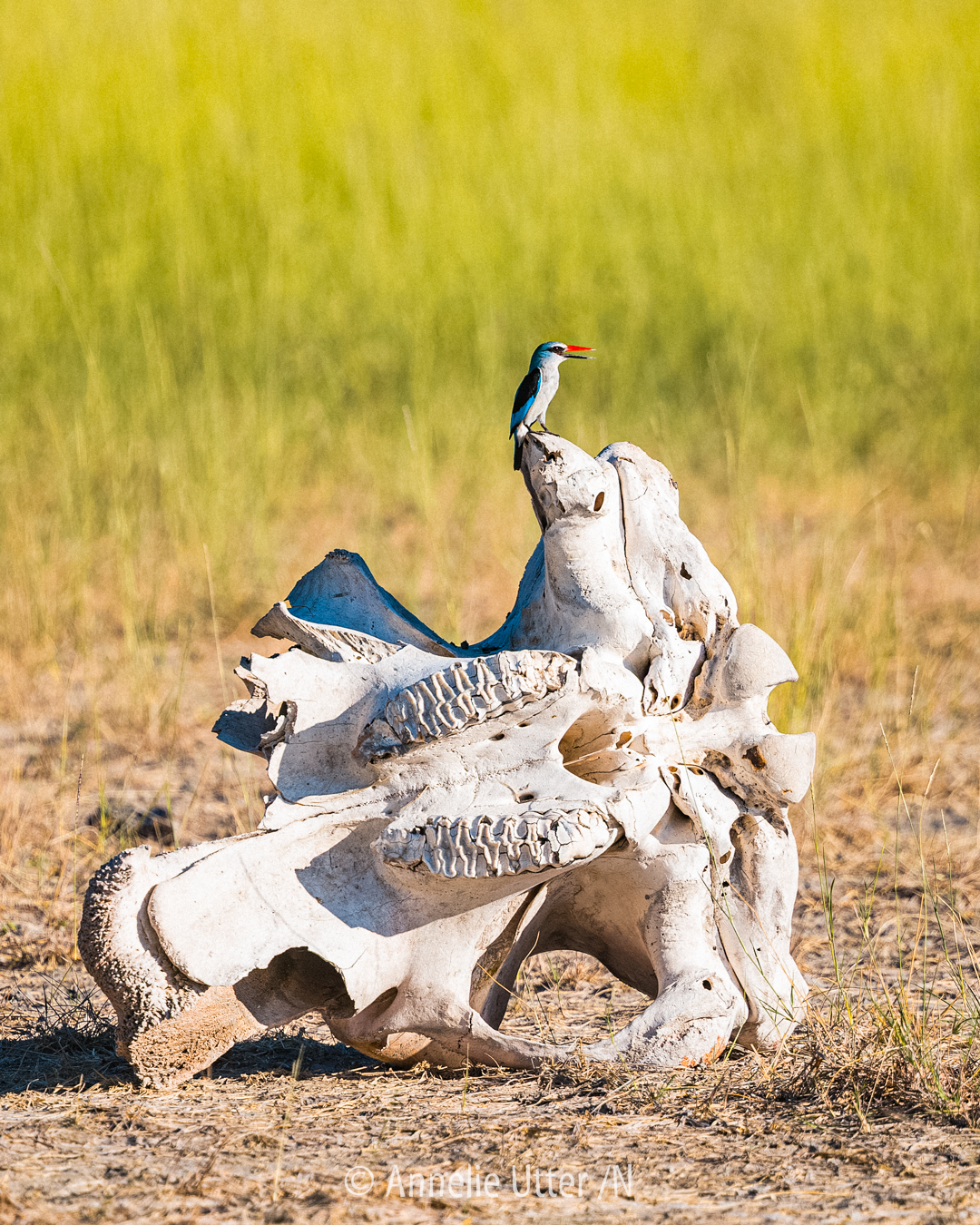 Savannkungsfiskare sittande på skelett i Botswana