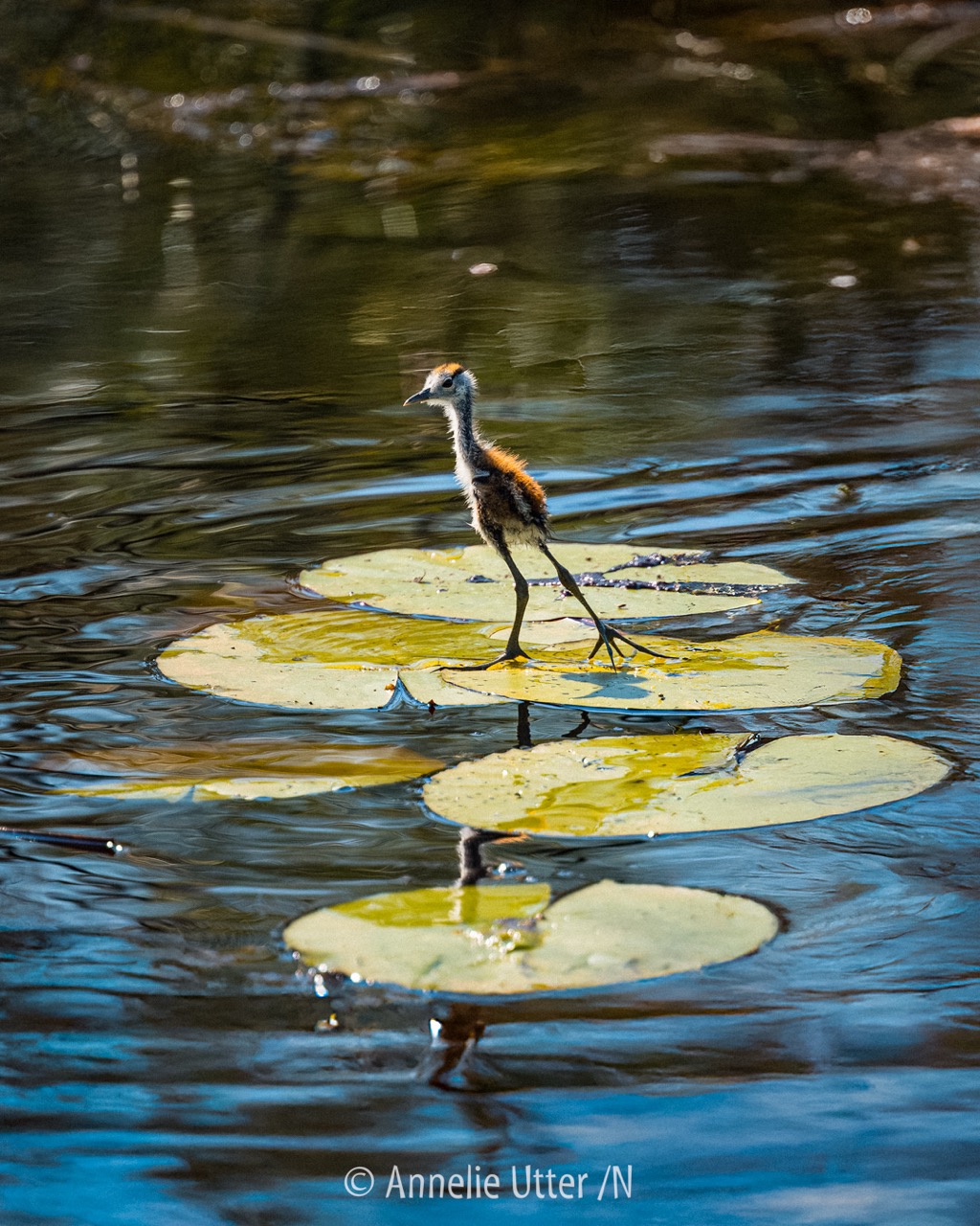 Afrikansk jacana i närbild med tydliga långa tår