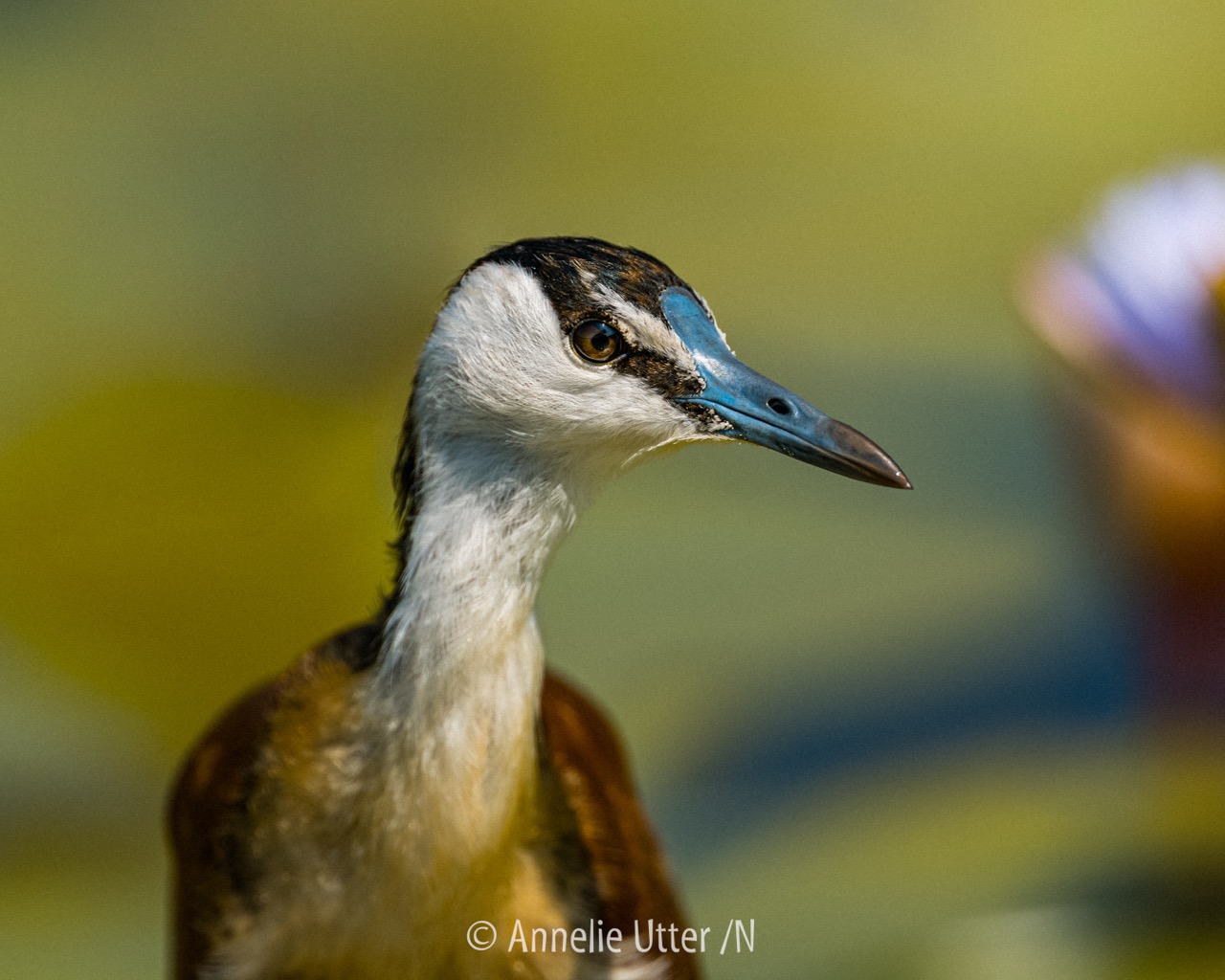 Afrikansk jacana i sitt naturliga vattenlandskap