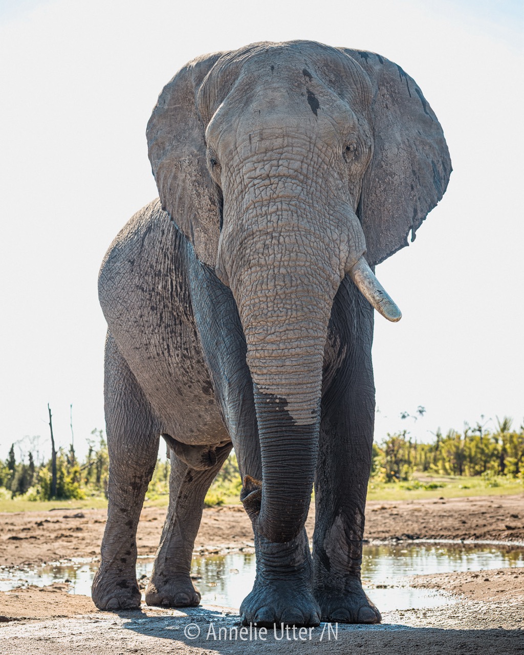 Afrikansk savannelefant i Okavangodeltat, Botswana