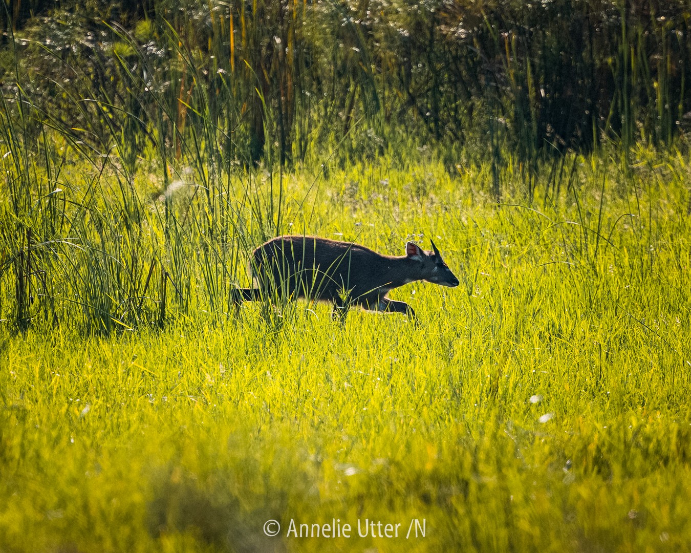Sitatunga eller sumpbock i Okavangodeltat