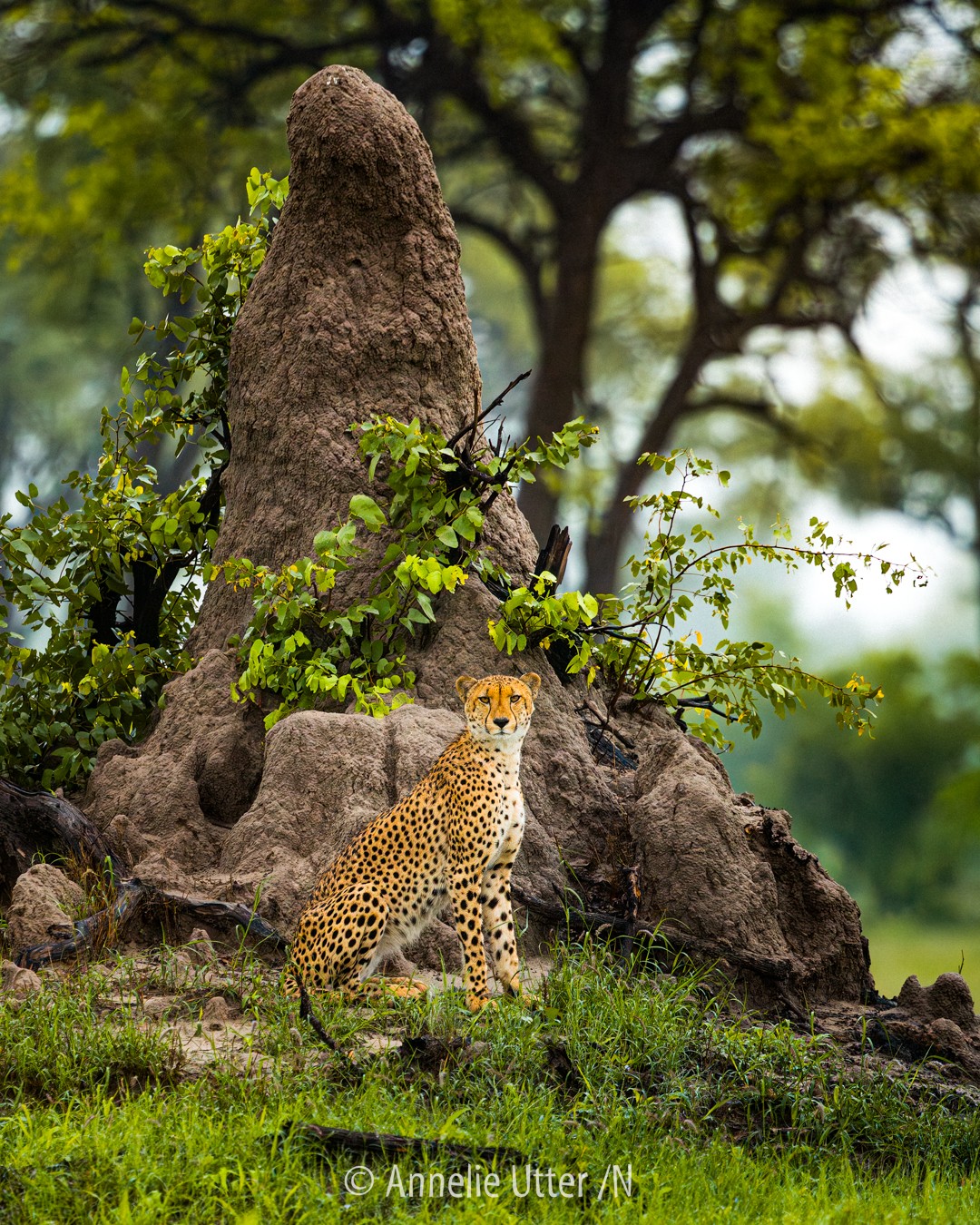 Gepard i Okavangodeltat i Botswana