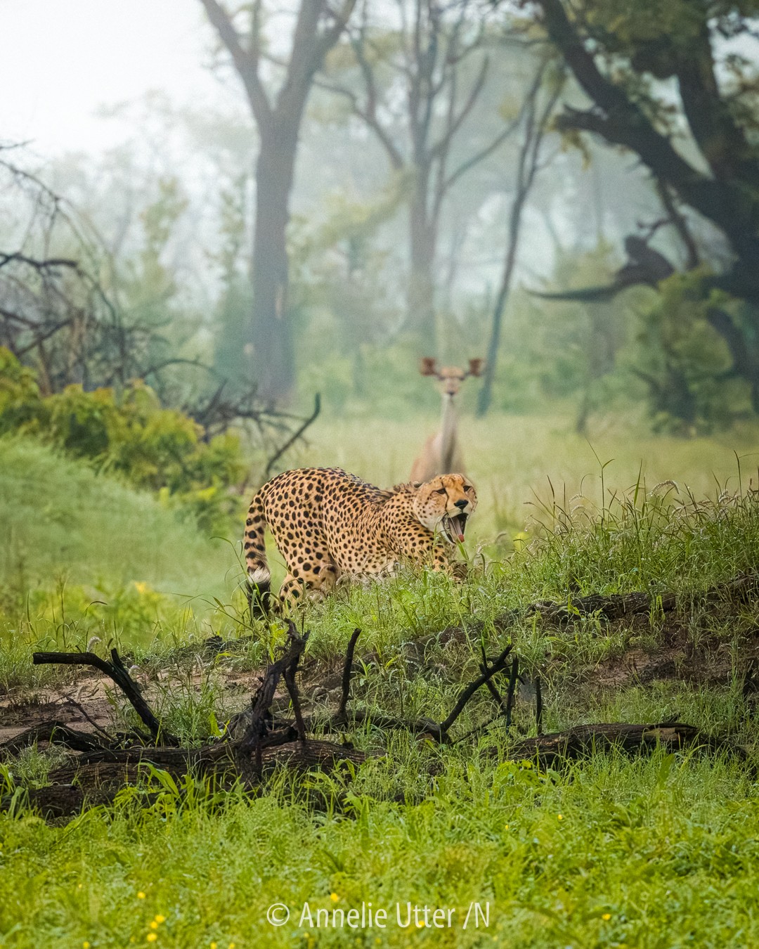 Gepard med intensiv blick i Botswana