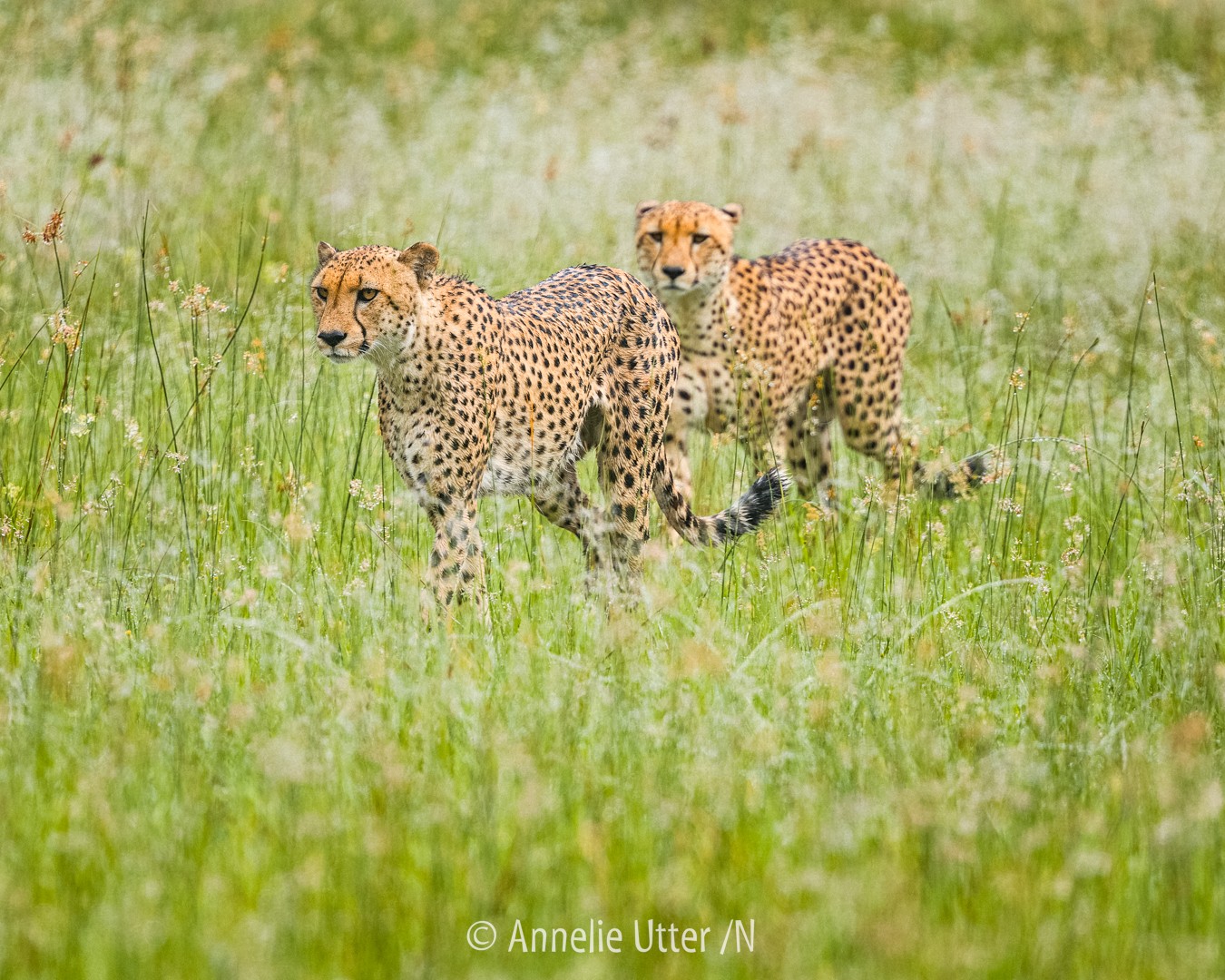 Gepard i naturlig miljö i Botswana