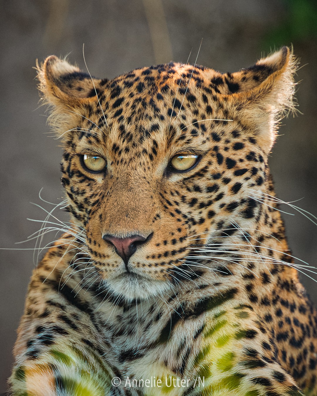 Afrikansk leopard i Okavangodeltat