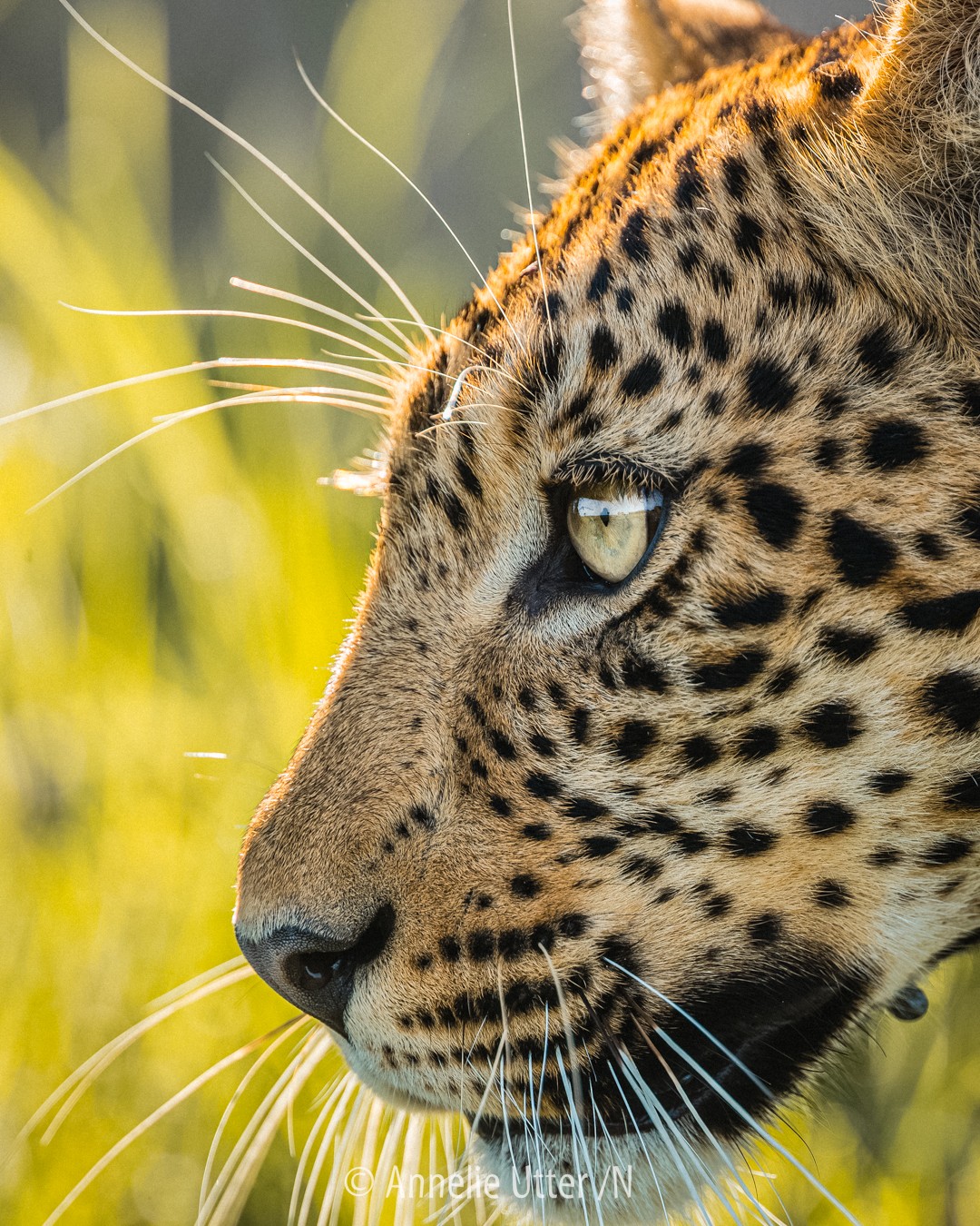 Leopard i naturlig miljö i Botswana