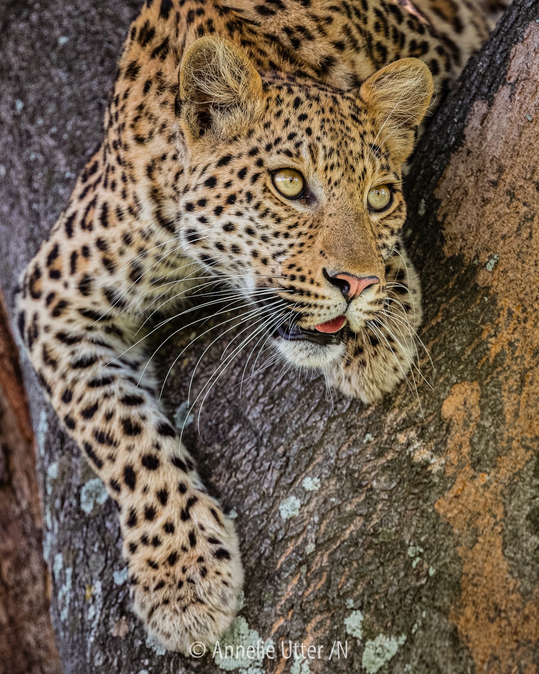 Afrikansk leopard med intensiv blick