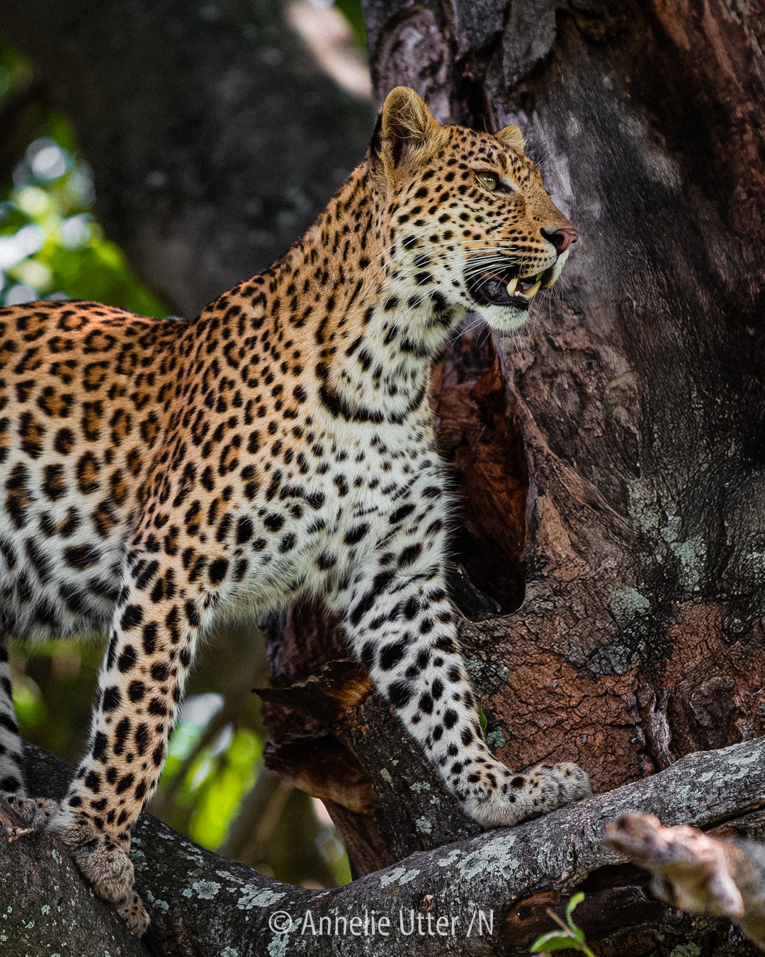 Leopard i skuggig miljö i Okavangodeltat