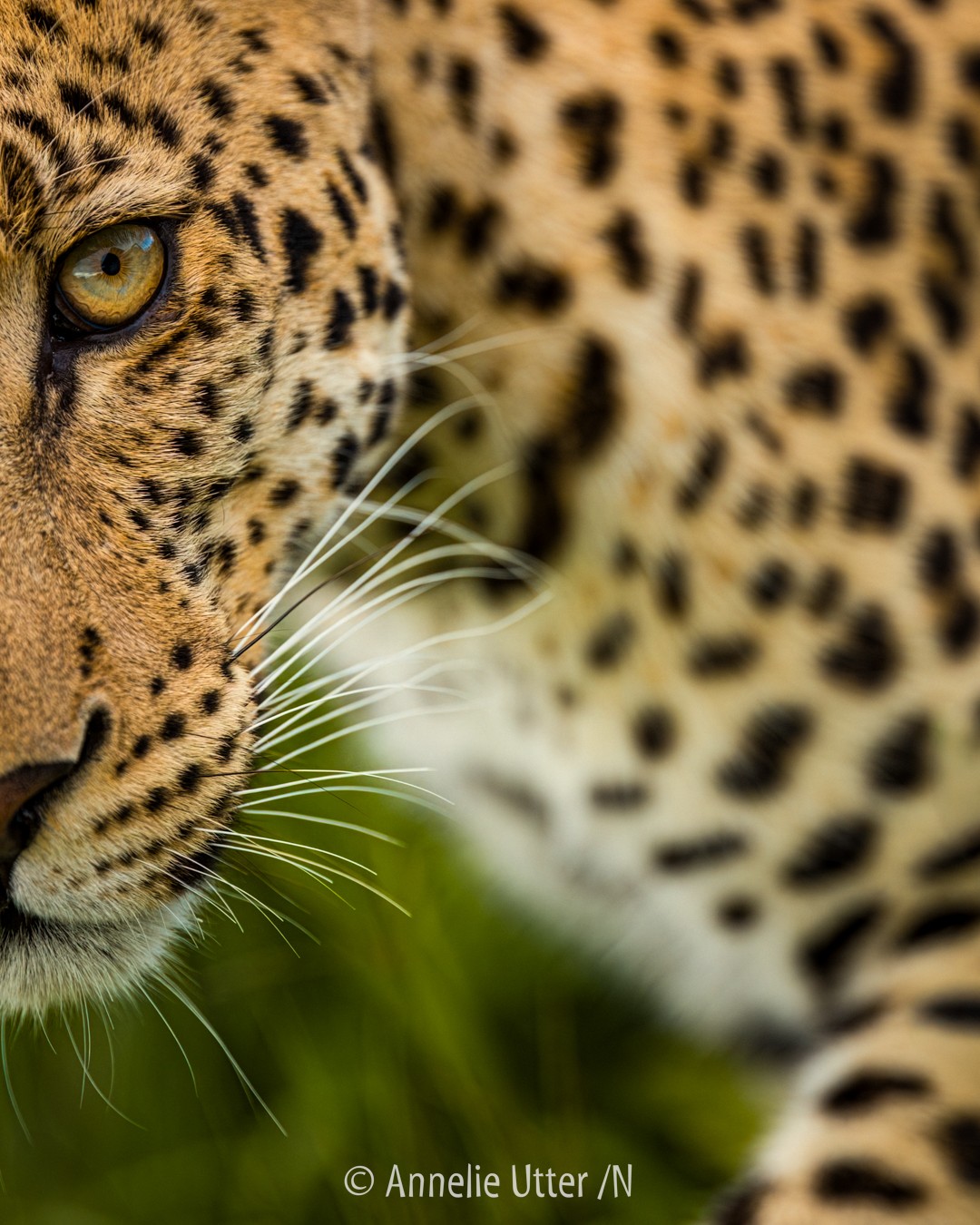 Afrikansk leopard i Botswana