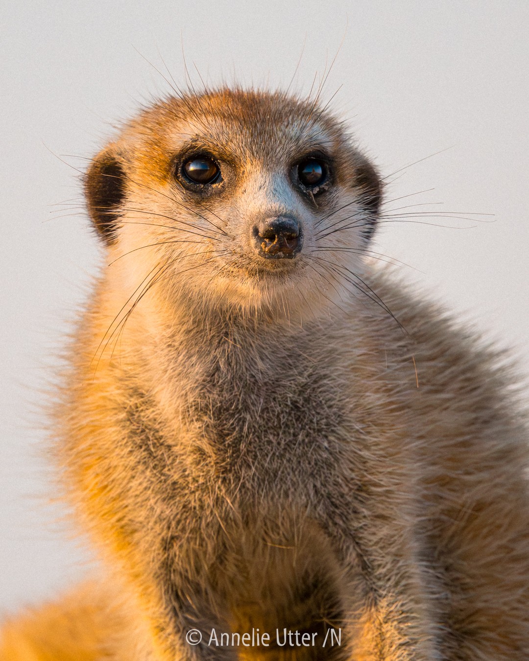 Surikat i Kalahari i Botswana