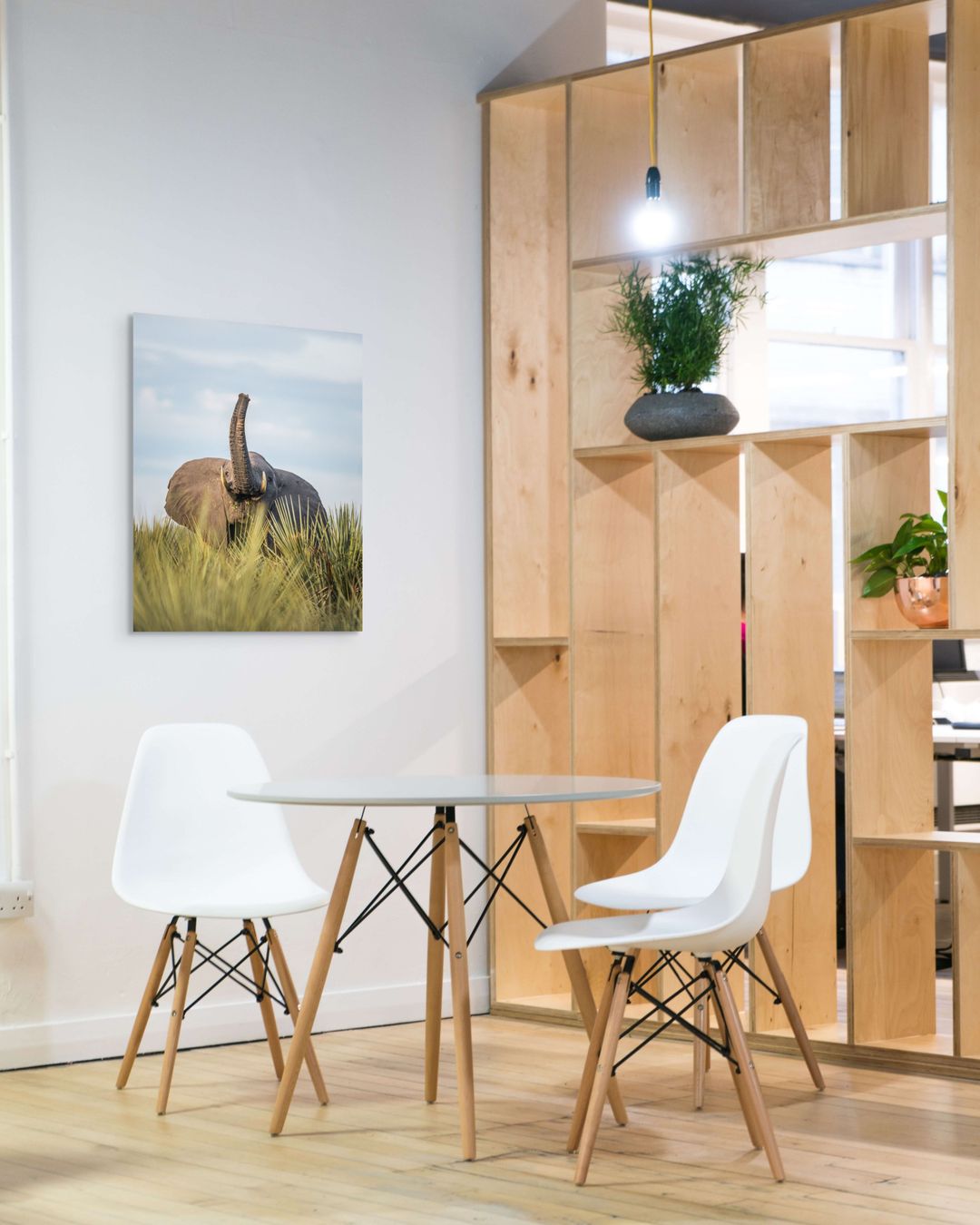 Elefant med snabel mot himlen - Bild 2